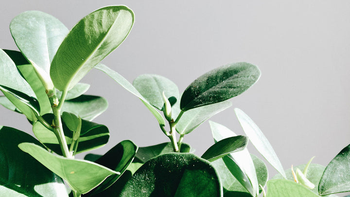 The Healing Intelligence of Plants | Herbal Wisdom from a Perth Naturopath
